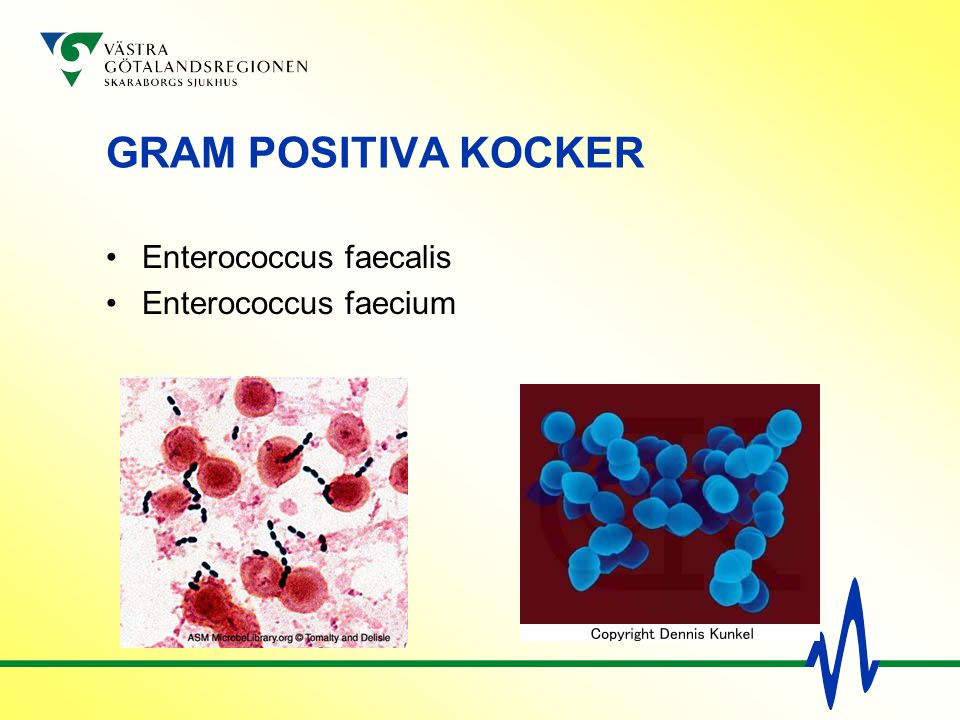 GRAM POSITIVA KOCKER Enterococcus faecalis Enterococcus faecium