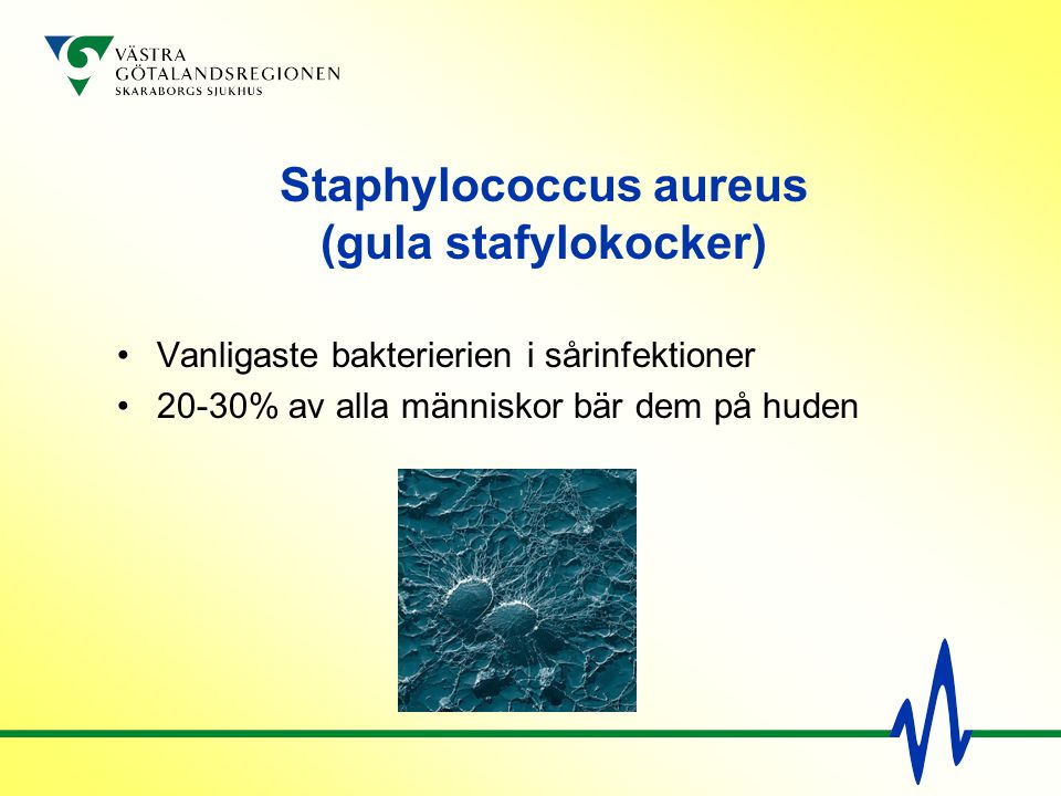 Staphylococcus aureus (gula stafylokocker)