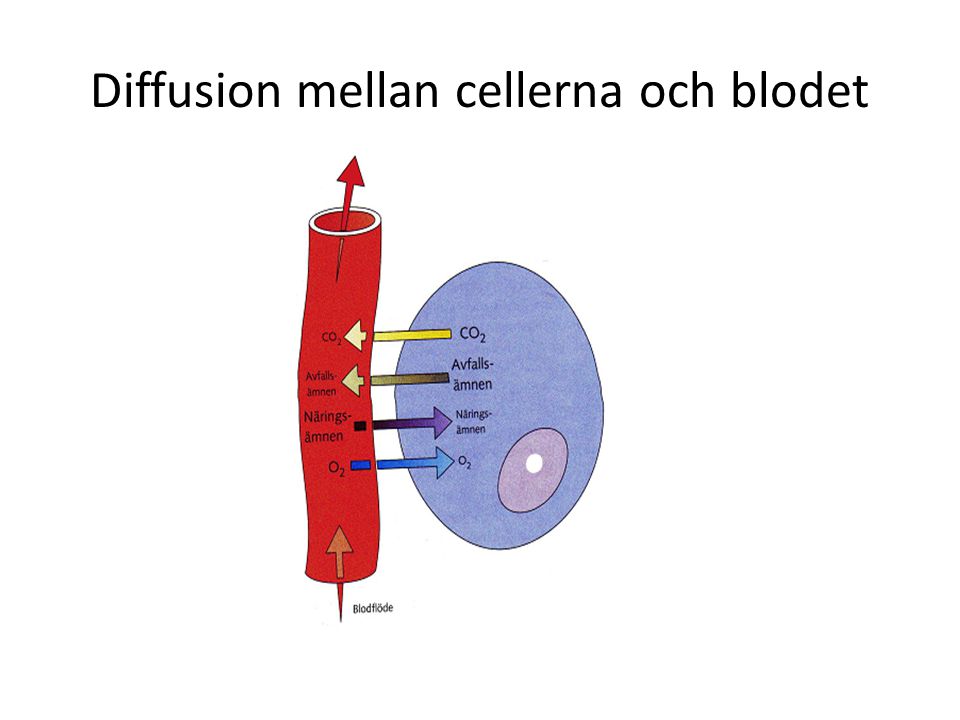 Diffusion mellan cellerna och blodet