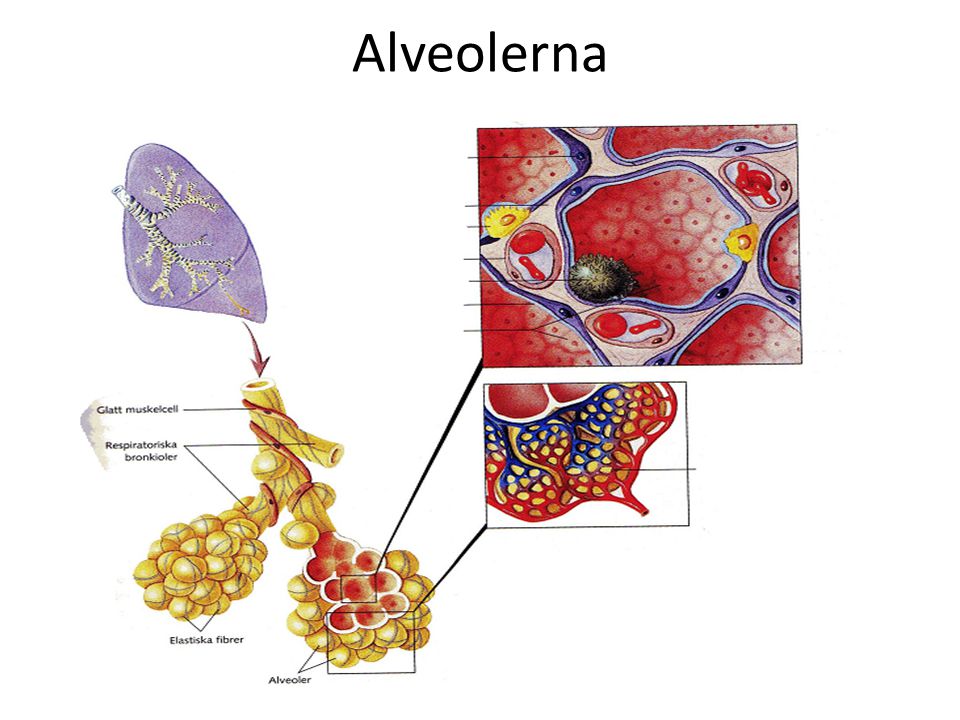 Alveolerna