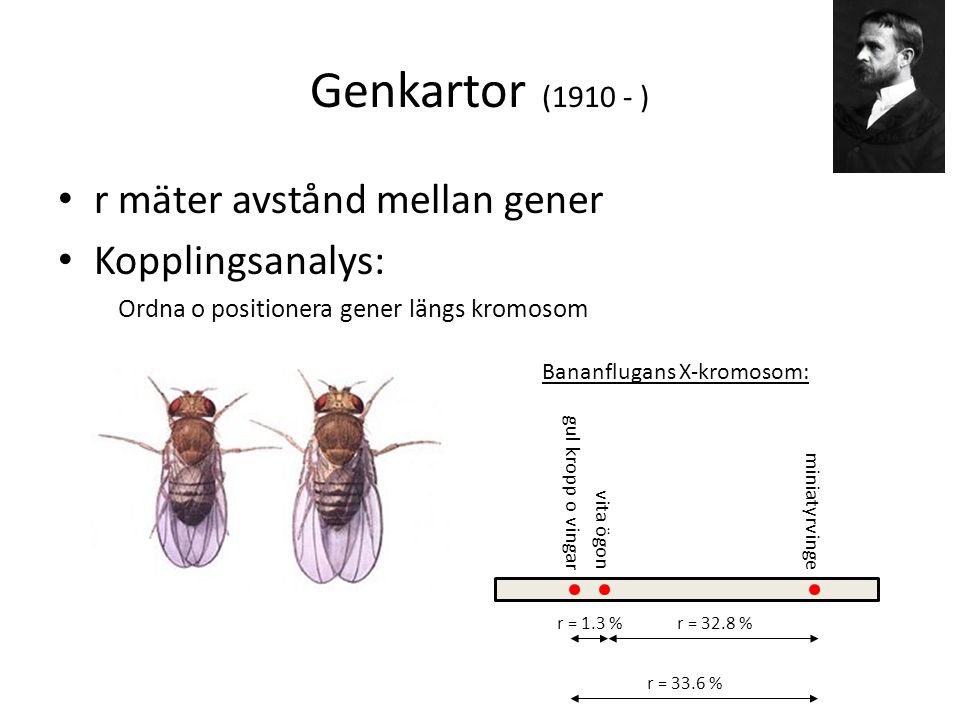 Genkartor ( ) r mäter avstånd mellan gener Kopplingsanalys: