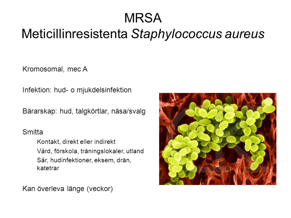 MRSA Meticillinresistenta Staphylococcus aureus