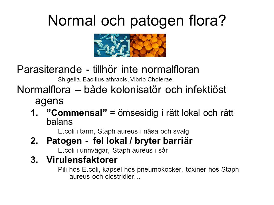 Normal och patogen flora