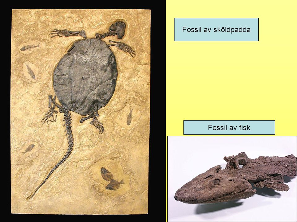 Fossil av sköldpadda Fossil av fisk