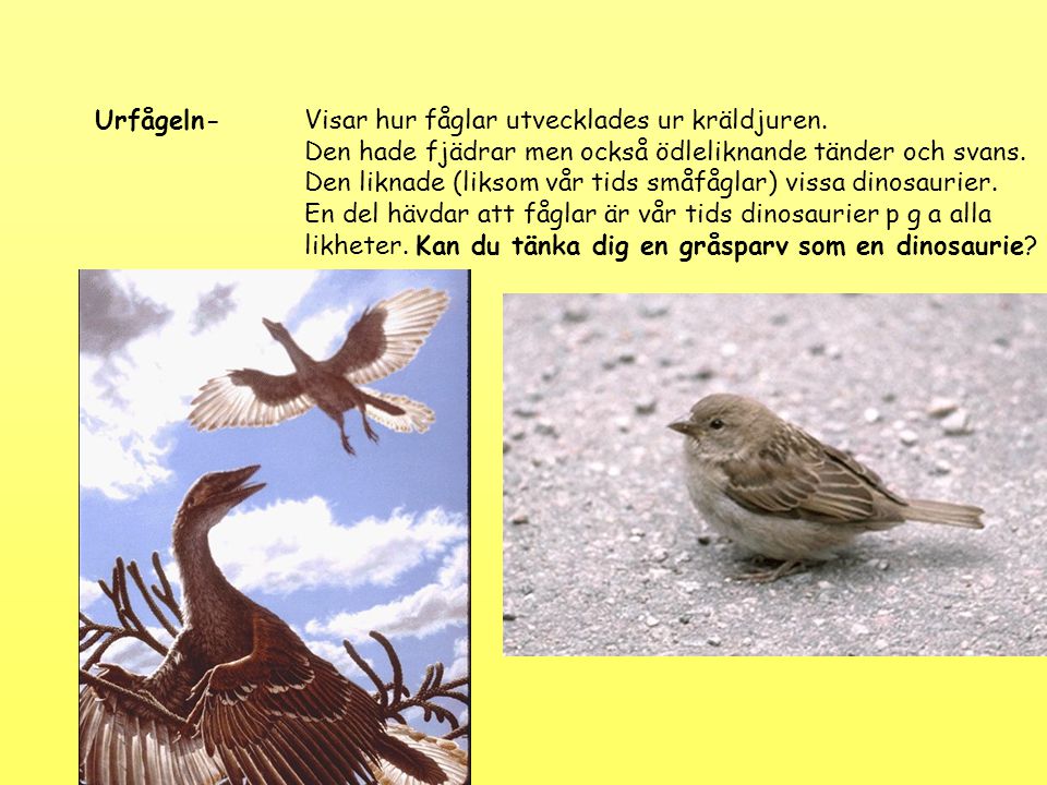 Urfågeln- Visar hur fåglar utvecklades ur kräldjuren.