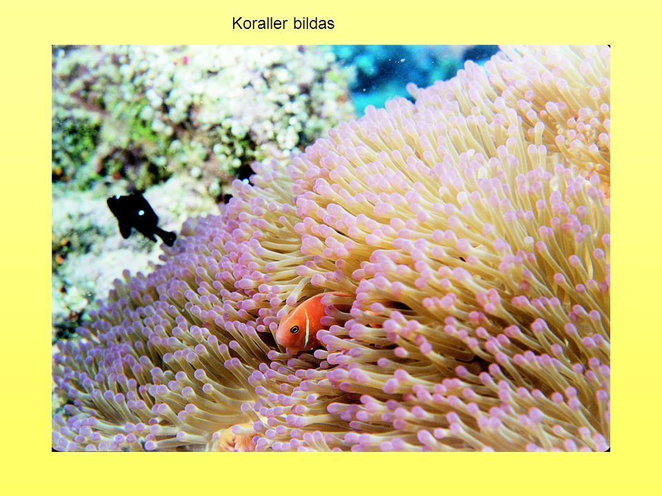 Koraller bildas