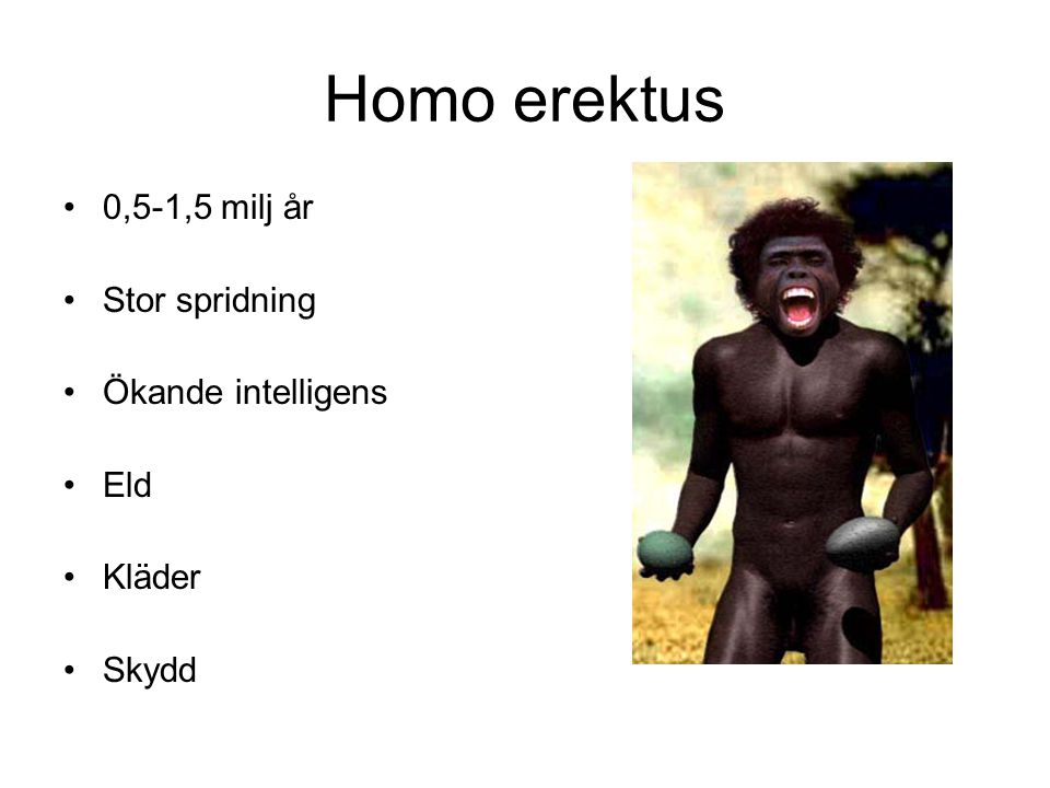 Homo erektus 0,5-1,5 milj år Stor spridning Ökande intelligens Eld