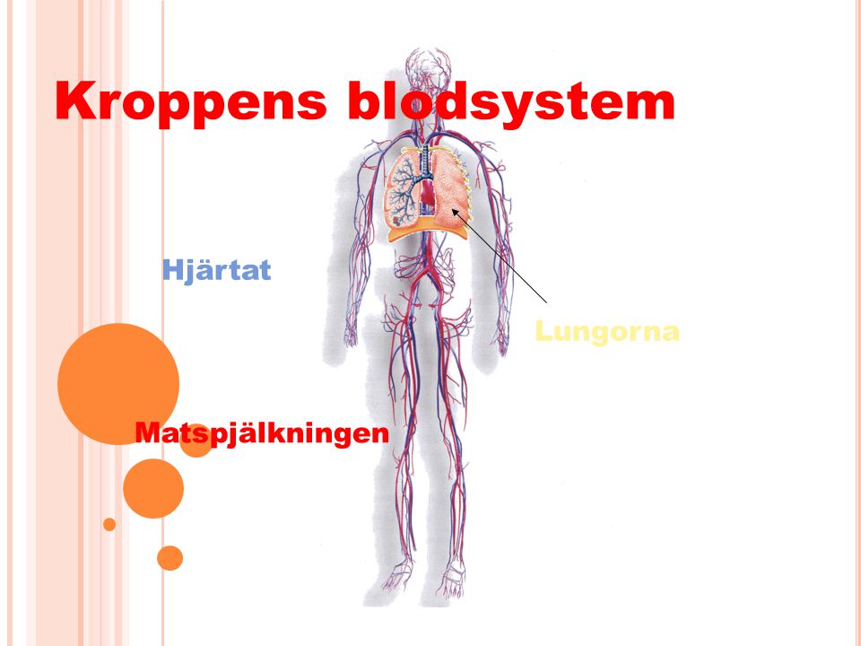 Kroppens blodsystem Hjärtat Lungorna Matspjälkningen