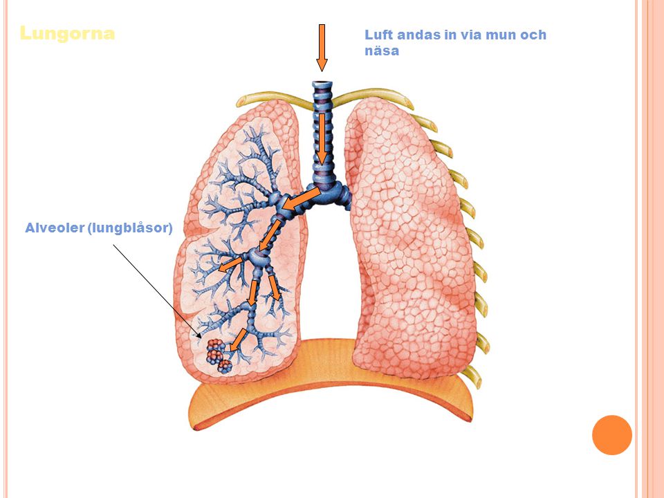 Lungorna Luft andas in via mun och näsa Alveoler (lungblåsor)