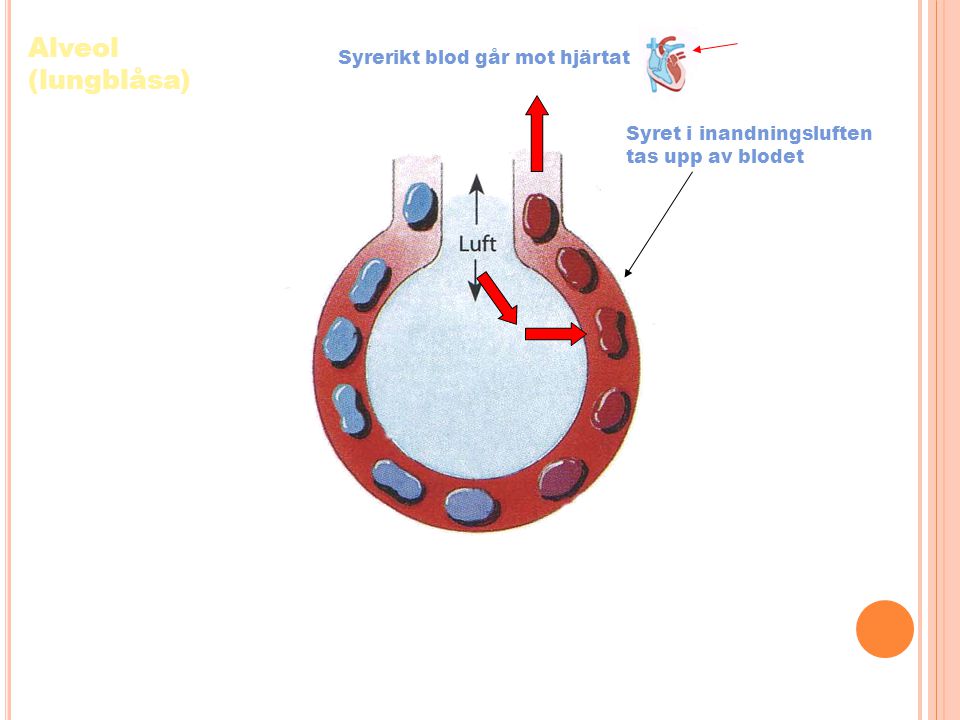 Alveol (lungblåsa) Syrerikt blod går mot hjärtat