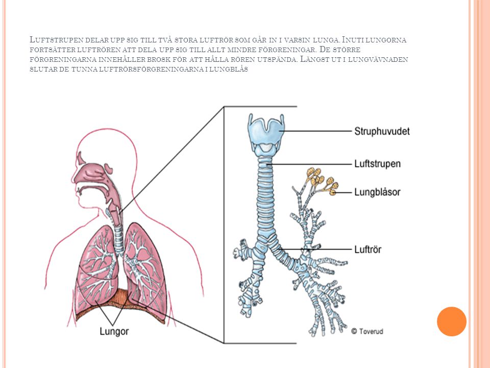 Luftstrupen delar upp sig till två stora luftrör som går in i varsin lunga.