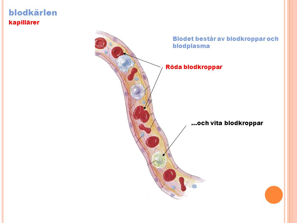 blodkärlen kapillärer Blodet består av blodkroppar och blodplasma