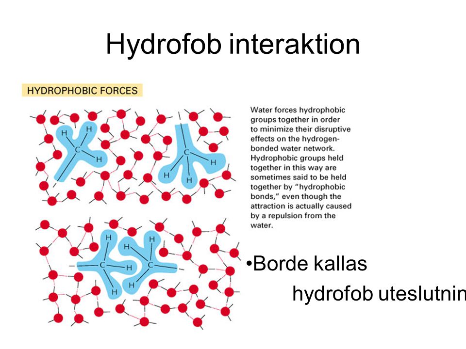 Hydrofob interaktion Borde kallas hydrofob uteslutning