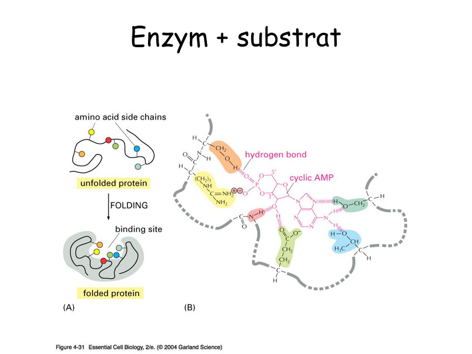 Enzym + substrat Kolla vilket enzym binder till cycliskt AMP