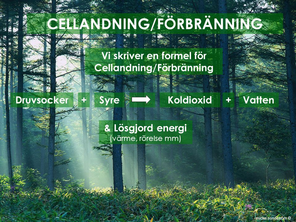 CELLANDNING/FÖRBRÄNNING