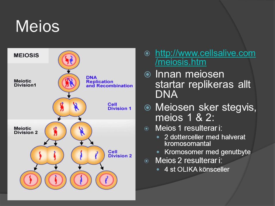 Meios Innan meiosen startar replikeras allt DNA