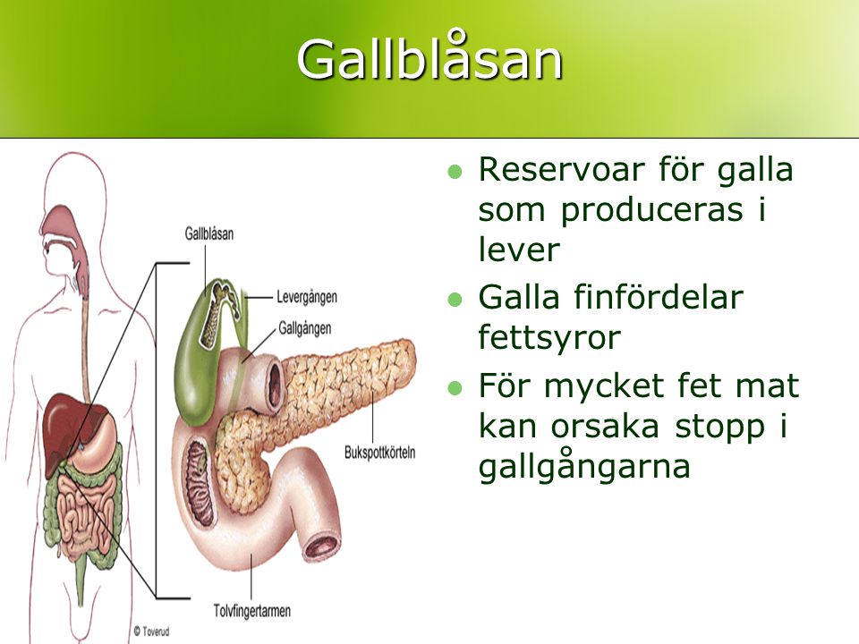 Gallblåsan Reservoar för galla som produceras i lever