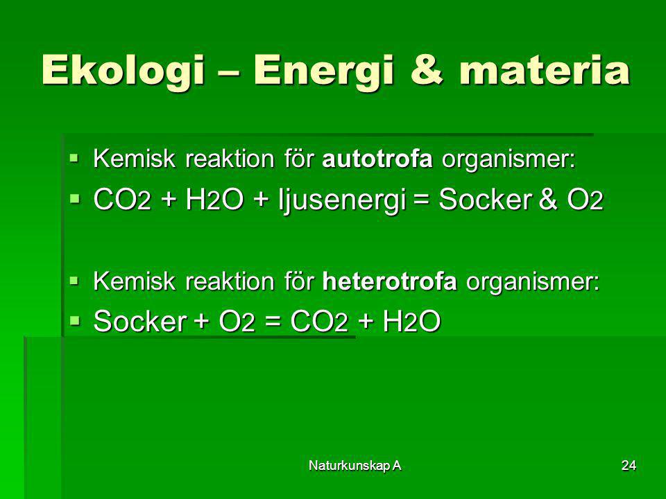 Ekologi – Energi & materia