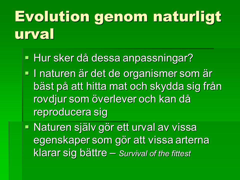 Evolution genom naturligt urval