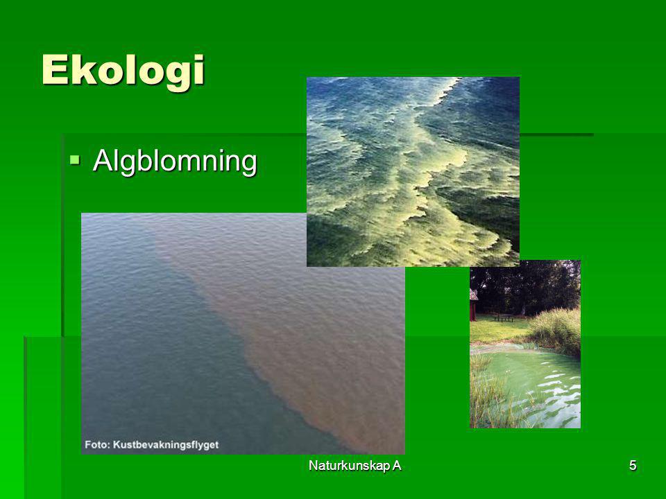 Ekologi Algblomning Naturkunskap A