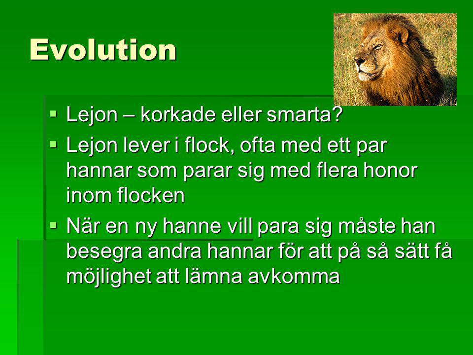 Evolution Lejon – korkade eller smarta