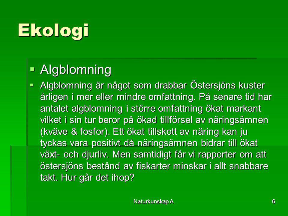 Ekologi Algblomning.