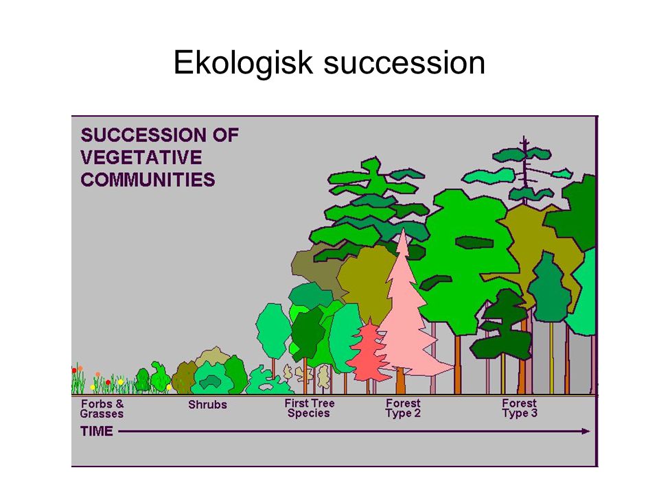 Ekologisk succession