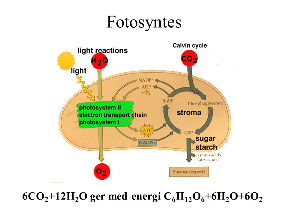 Fotosyntes 6CO2+12H2O ger med energi C6H12O6+6H2O+6O2