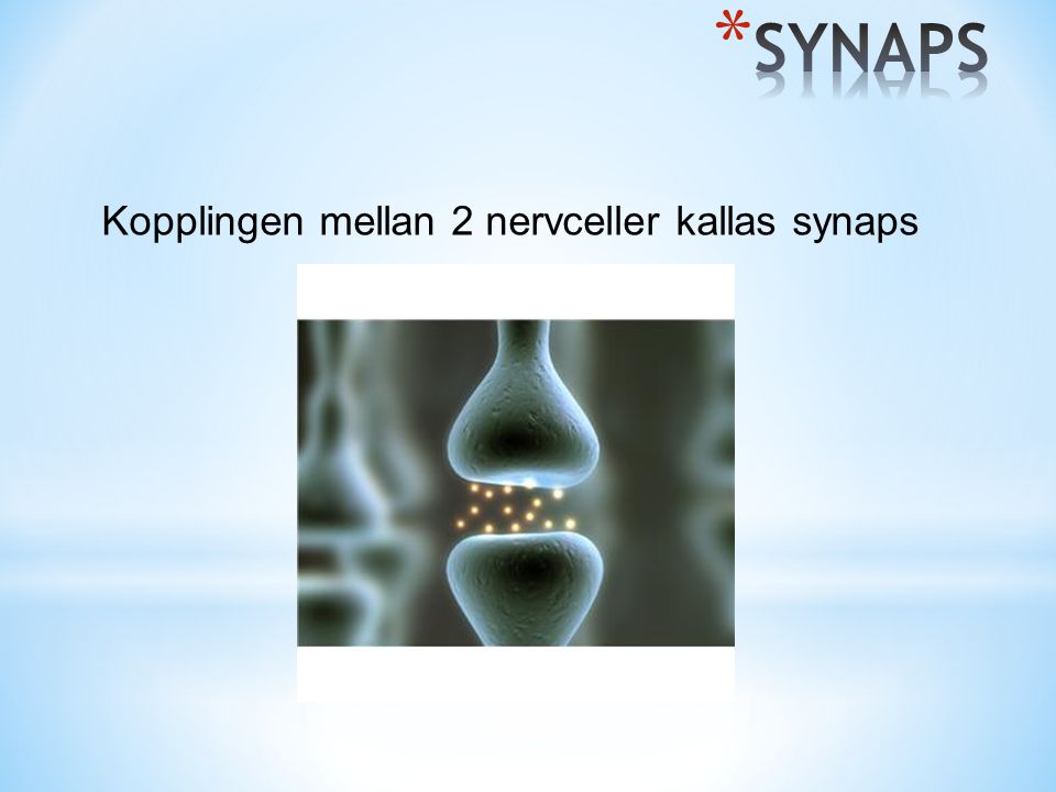 SYNAPS Kopplingen mellan 2 nervceller kallas synaps