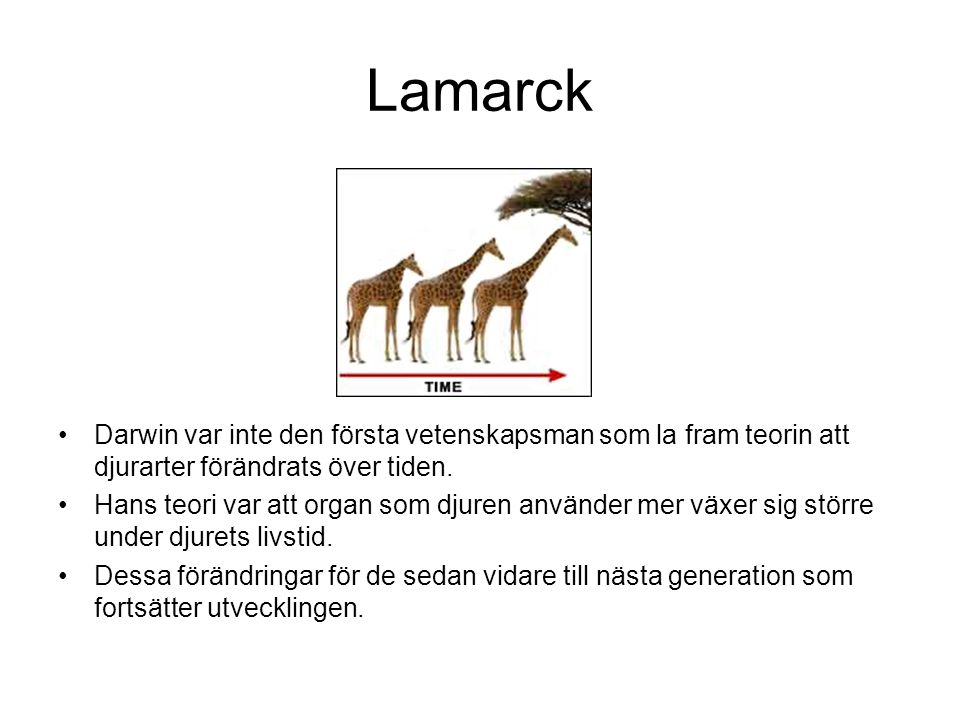 Lamarck Darwin var inte den första vetenskapsman som la fram teorin att djurarter förändrats över tiden.