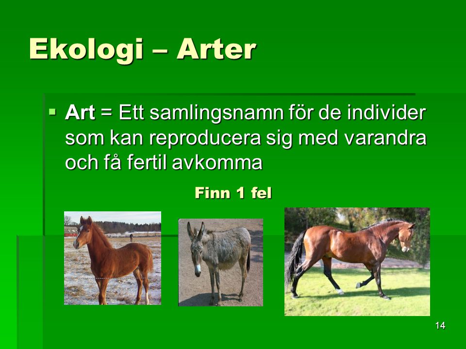 Ekologi – Arter Art = Ett samlingsnamn för de individer som kan reproducera sig med varandra och få fertil avkomma.