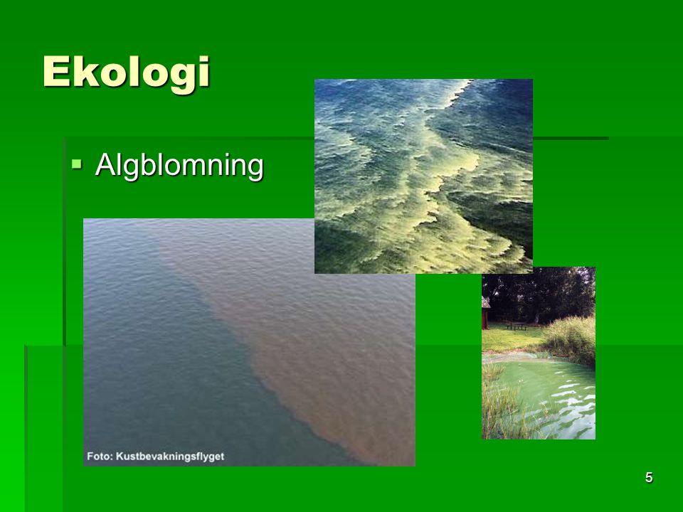 Ekologi Algblomning