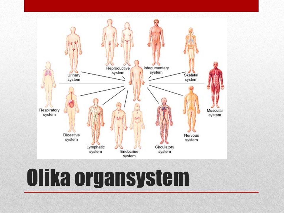 Olika organsystem