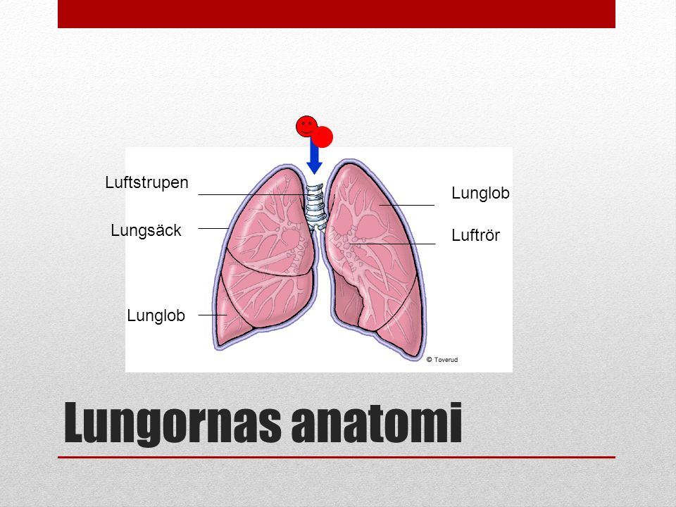 Luftstrupen Lunglob Lungsäck Luftrör Lunglob Lungornas anatomi
