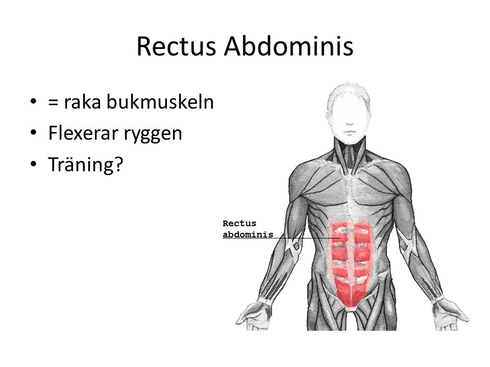 Rectus Abdominis = raka bukmuskeln Flexerar ryggen Träning