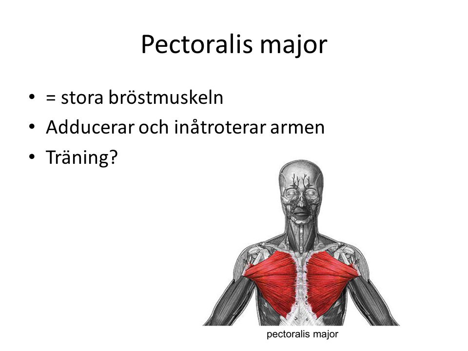 Pectoralis major = stora bröstmuskeln Adducerar och inåtroterar armen
