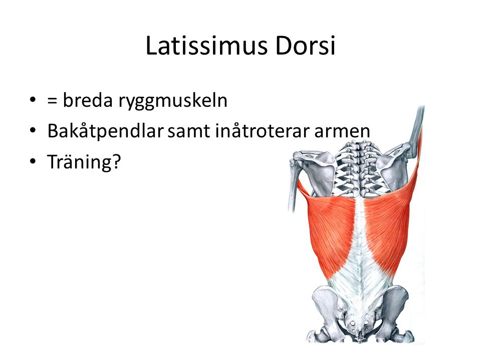 Latissimus Dorsi = breda ryggmuskeln