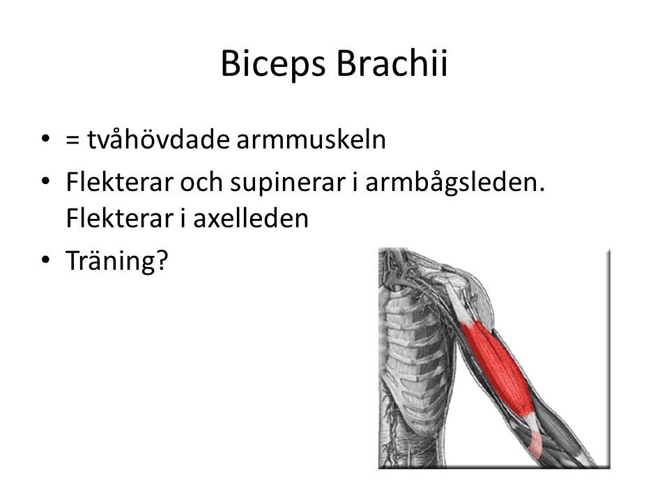Biceps Brachii = tvåhövdade armmuskeln