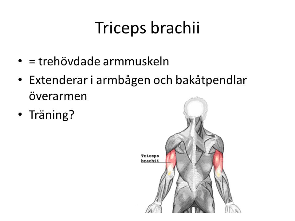 Triceps brachii = trehövdade armmuskeln