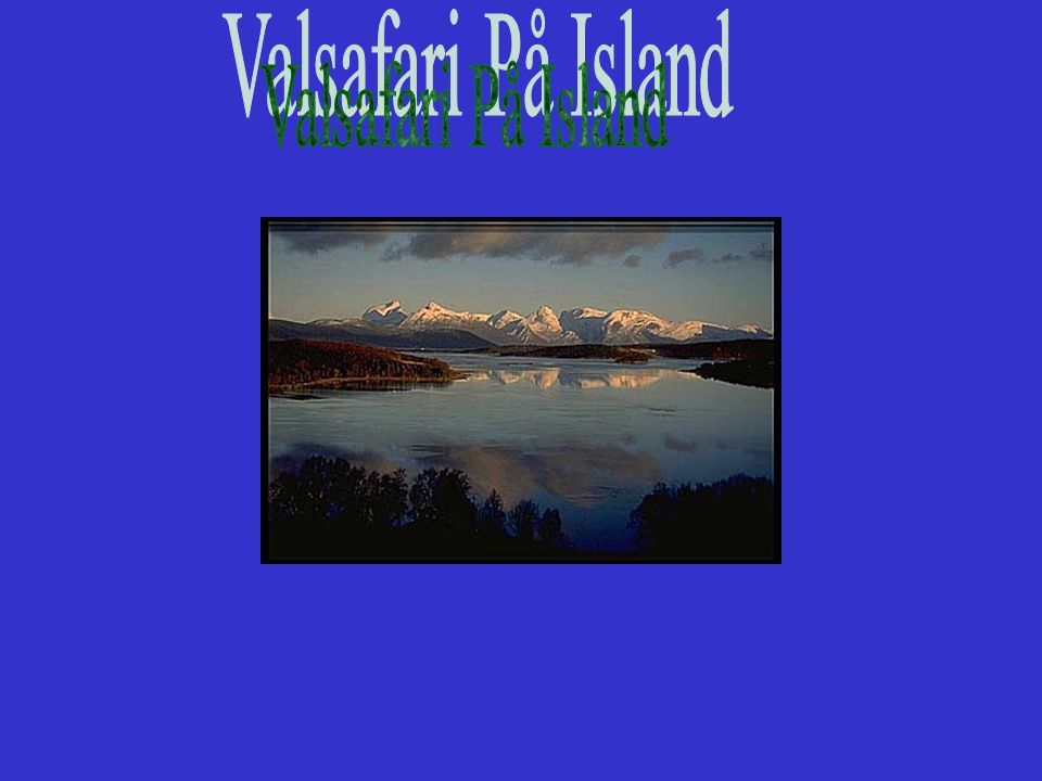 Valsafari På Island
