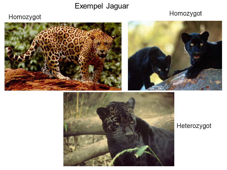 Exempel Jaguar Homozygot Homozygot Heterozygot