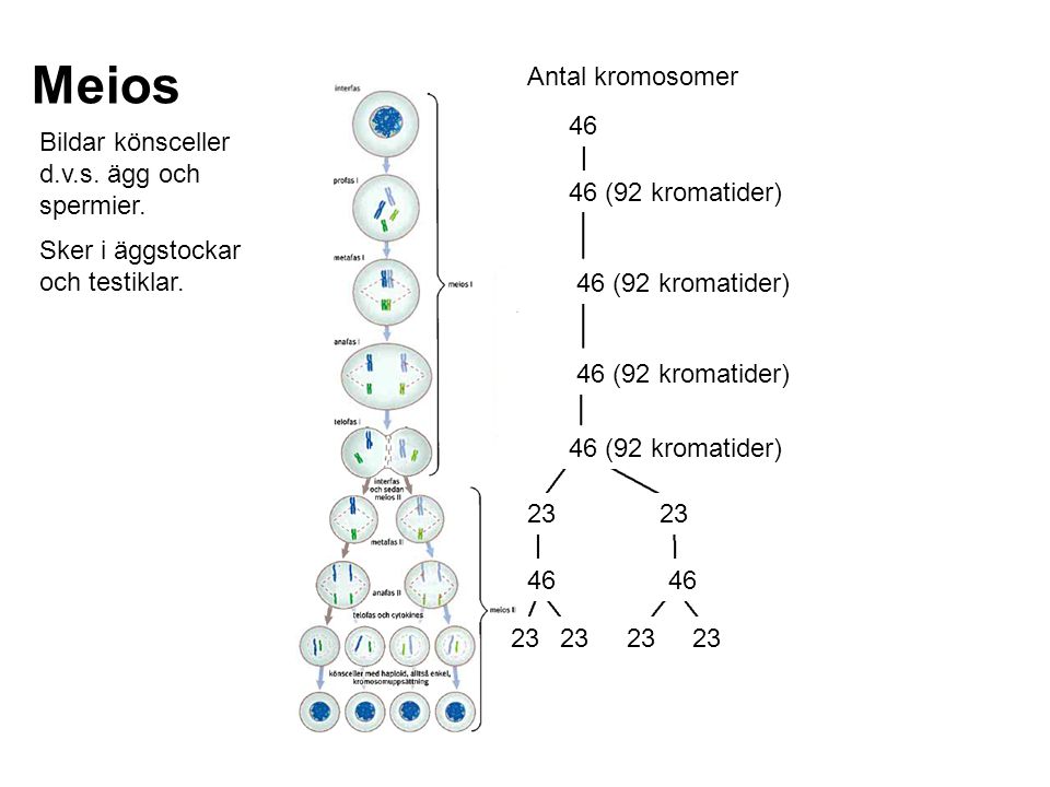 Meios Antal kromosomer 46 Bildar könsceller d.v.s. ägg och spermier.