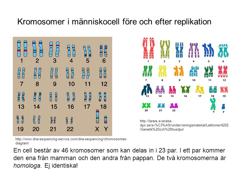 Kromosomer i människocell före och efter replikation