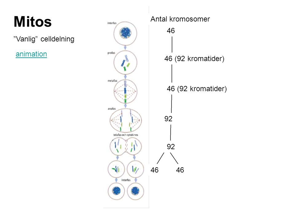 Mitos Vanlig celldelning Antal kromosomer 46 animation