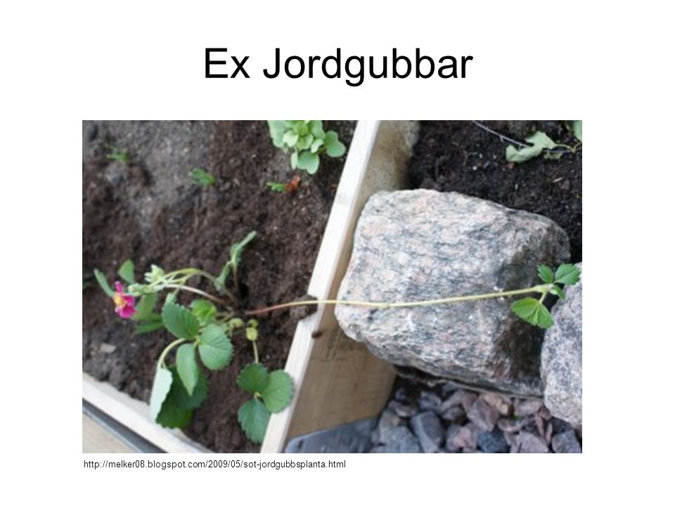 Ex Jordgubbar