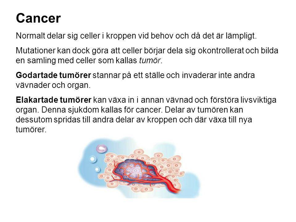 Cancer Normalt delar sig celler i kroppen vid behov och då det är lämpligt.