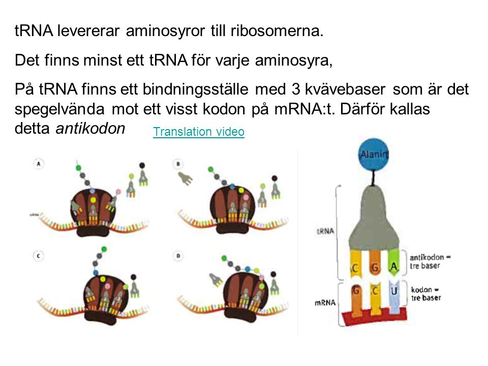tRNA levererar aminosyror till ribosomerna.