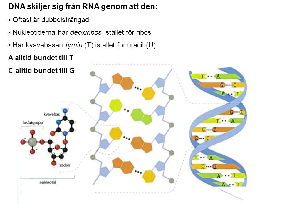 DNA skiljer sig från RNA genom att den: