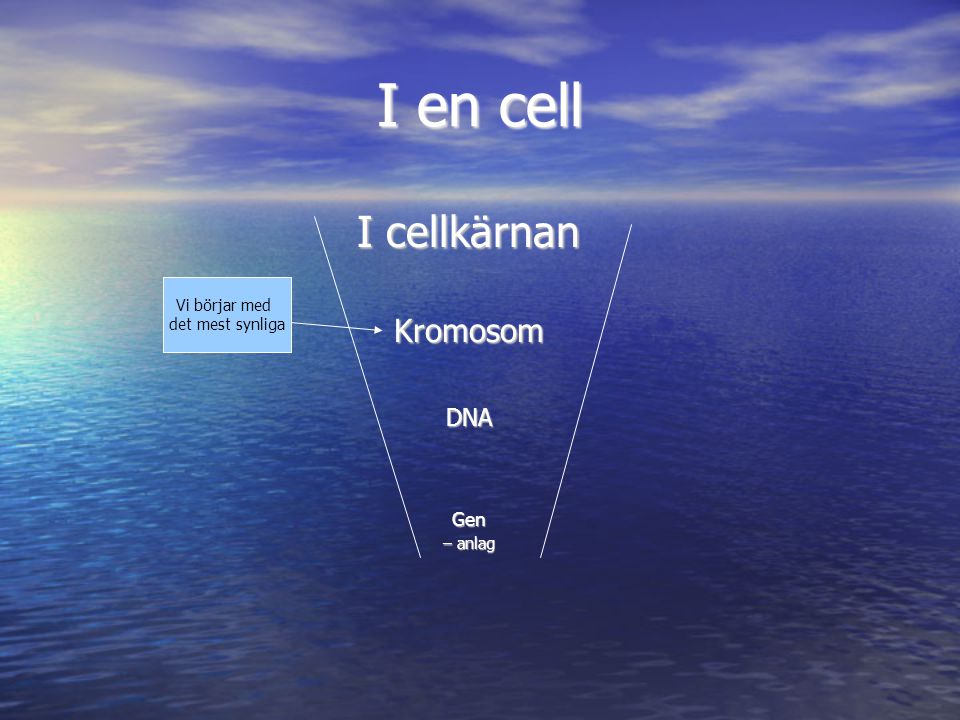 I en cell I cellkärnan Kromosom DNA Gen Vi börjar med det mest synliga