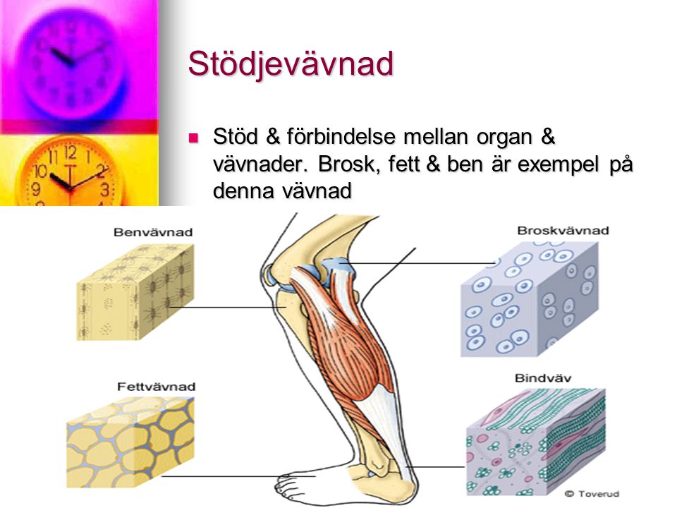 Stödjevävnad Stöd & förbindelse mellan organ & vävnader.